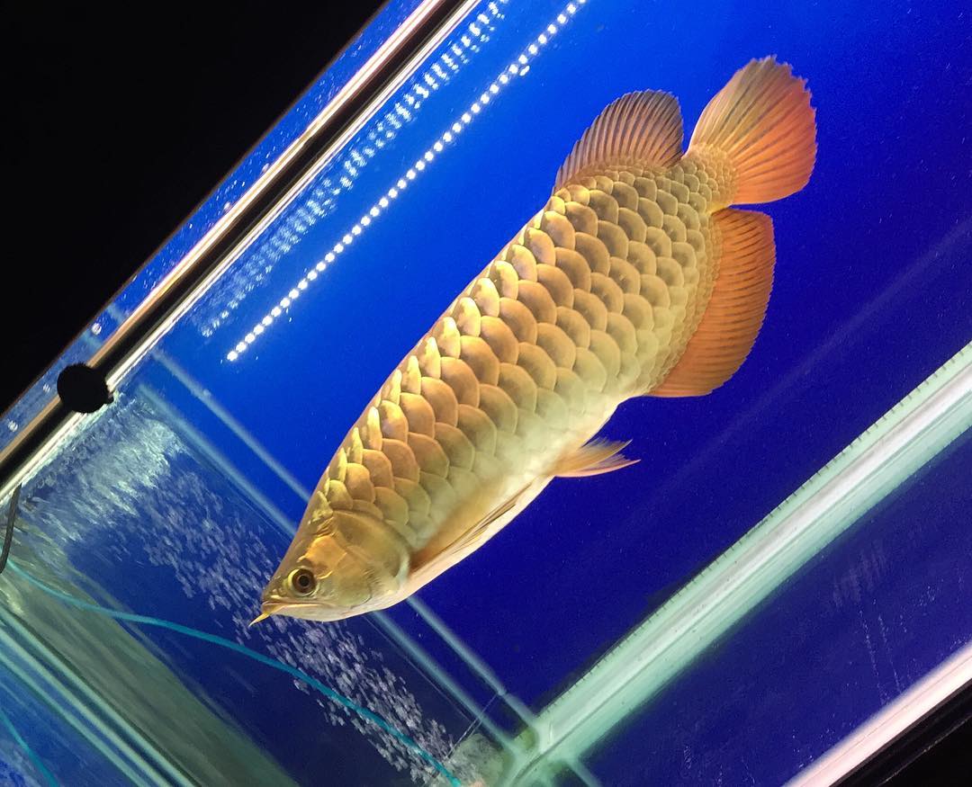F1 Malaysian Golden Crossback Purebred Arowana price? Know true cost before buying!