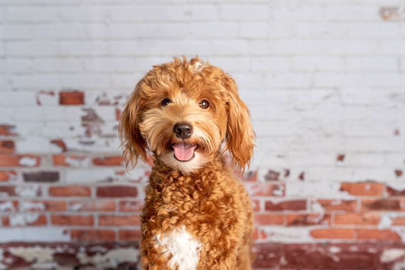 How to train f1 mini goldendoodle full grown? Easy methods for better behavior.