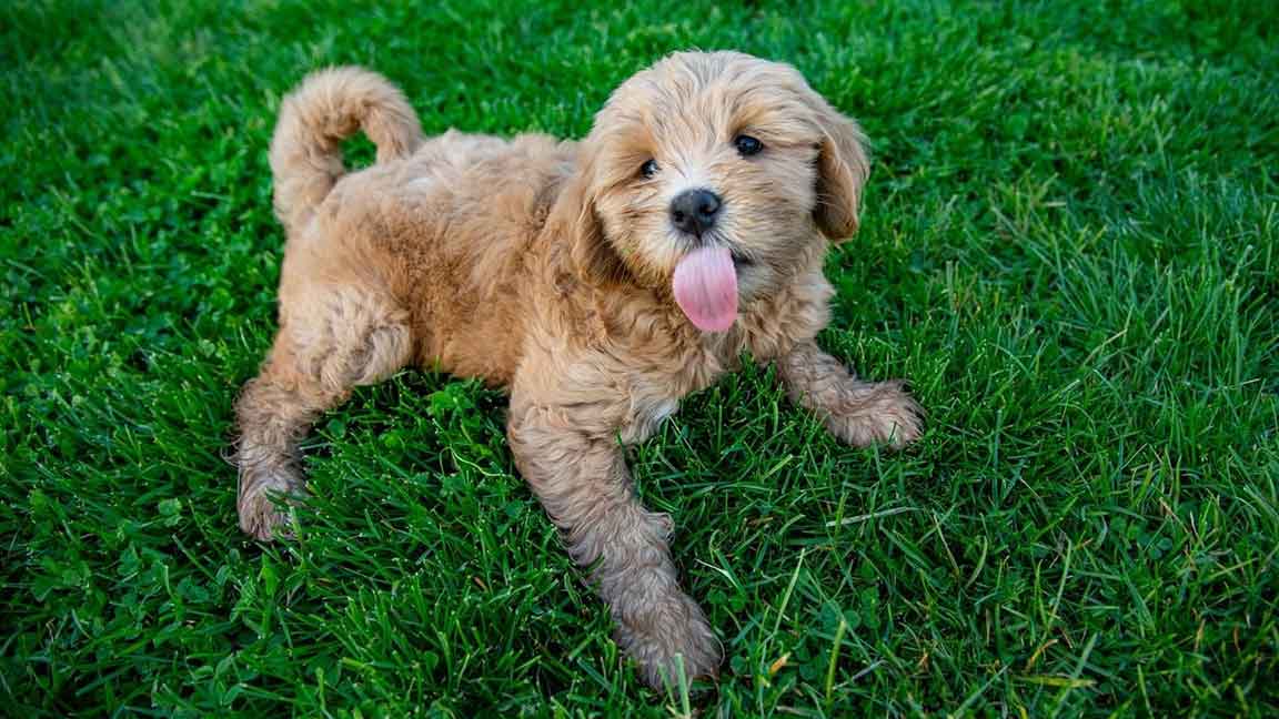 F1 Miniature Goldendoodle Price How Much Should You Expect to Pay Now?