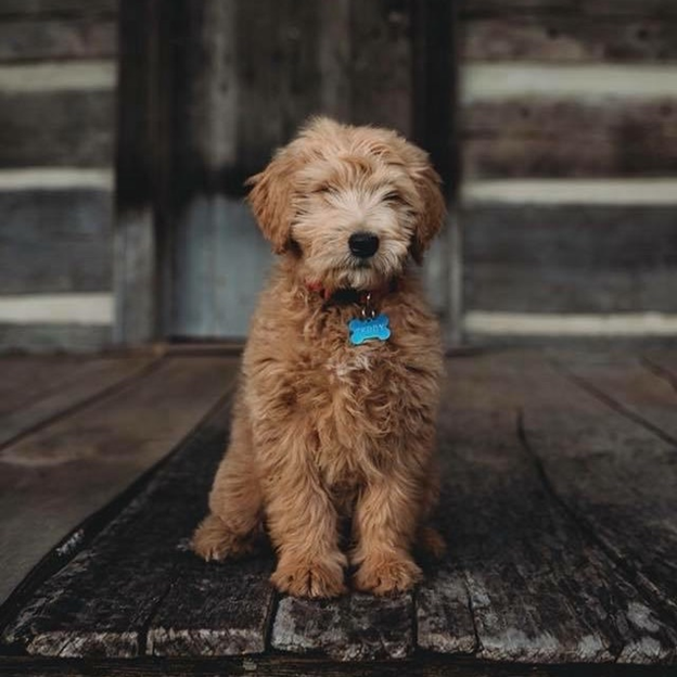 Best Temperament for F1 Standard Goldendoodles Great Family Dogs Always