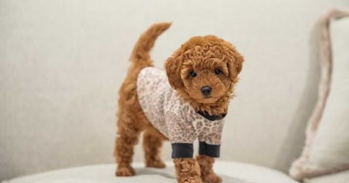 How to find healthy mini f1 goldendoodles (Your simple guide to choosing the perfect puppy)