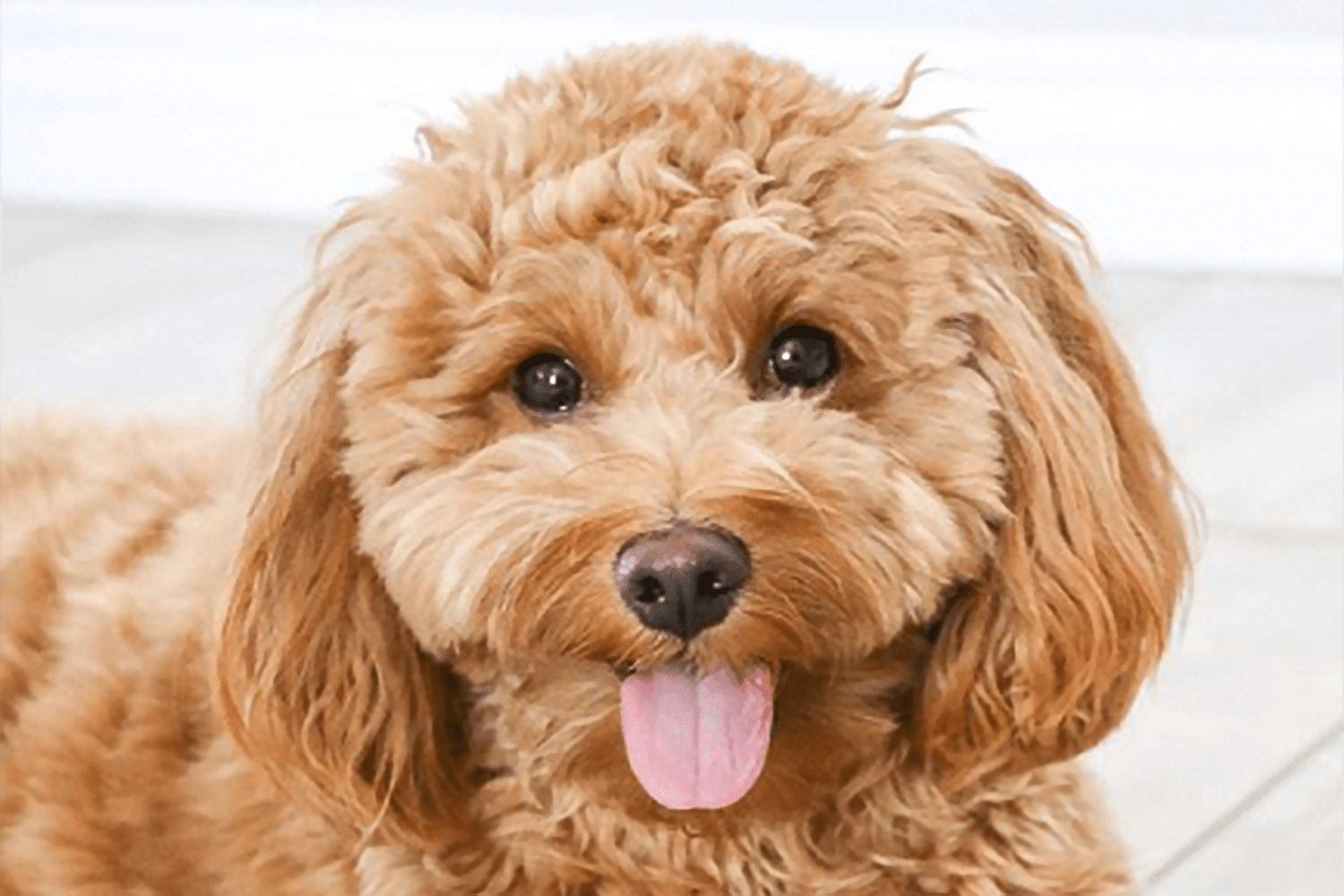 Red Goldendoodle F1 Grooming Made Easy (Keep Your Dogs Coat Perfect With These Simple Tricks)