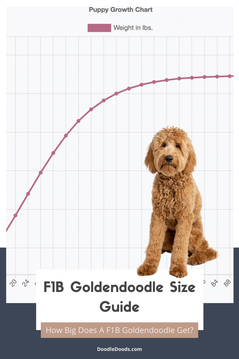 How Big Do F1 Mini Goldendoodles Get Full Grown Size Guide