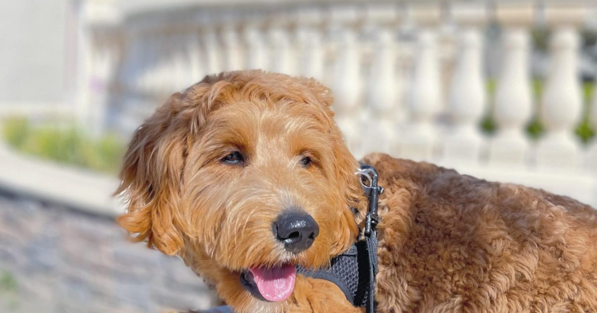 Mini goldendoodle f1 grooming guide? (Keep their coat amazing with these simple easy care tips)