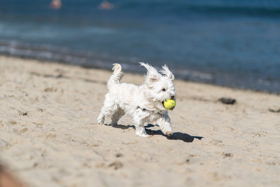 Best beach tennis ball? This guide helps you choose!