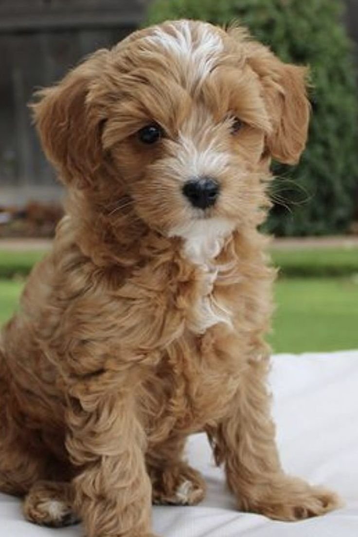 F1 mini goldendoodles buyers guide how to pick a great breeder