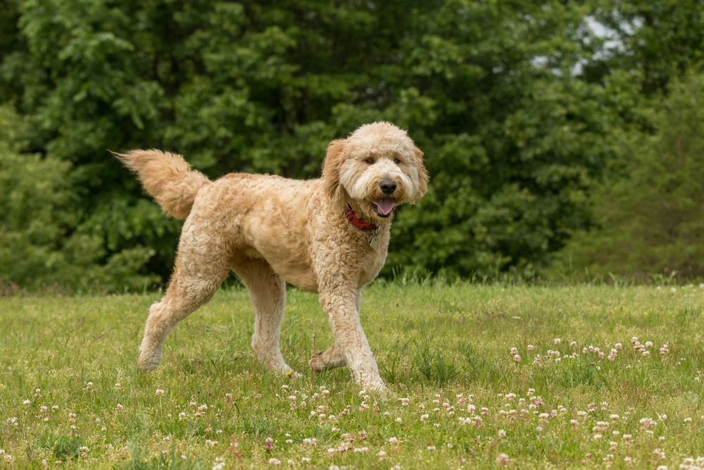 F1 Standard Goldendoodle Traits Top Pros and Cons Owners Share