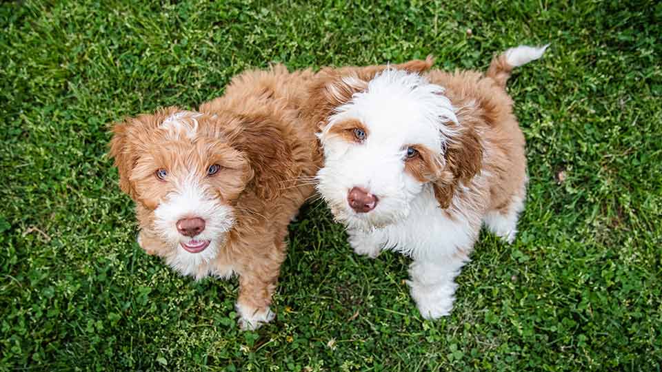 Best Temperament for F1 Standard Goldendoodles Great Family Dogs Always