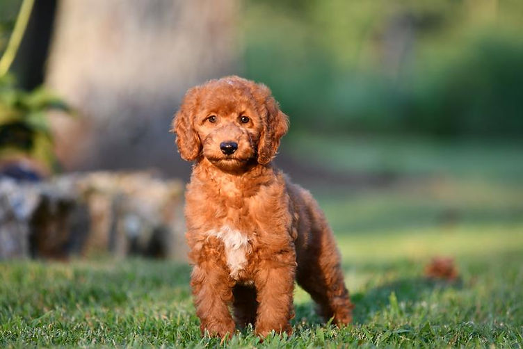 Mini f1 goldendoodle temperament (Understanding their loving nature and why they are so popular)