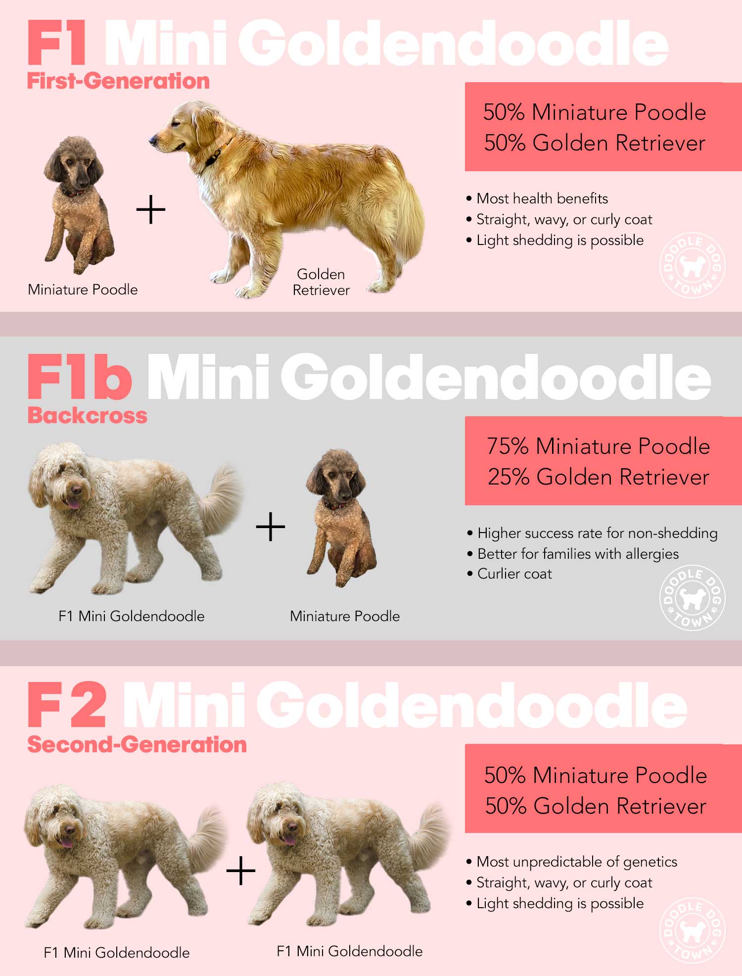 What are full grown f1 mini goldendoodles really like? Discover their charming personality traits.