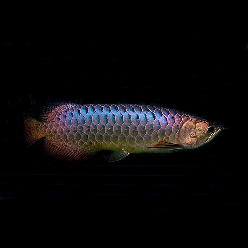 F1 Malaysian Golden Crossback Purebred Arowana price? Know true cost before buying!