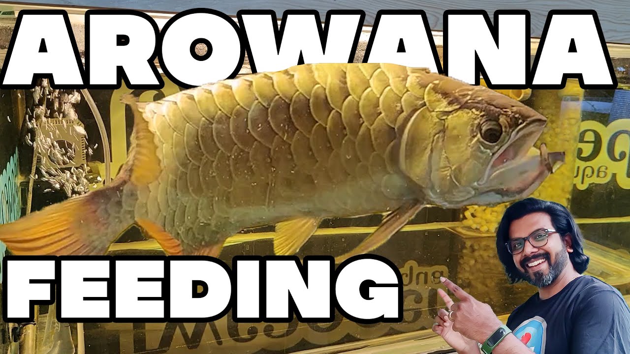 Best diet for f1 malaysian golden crossback purebred arowana? Easy feeding tips now.