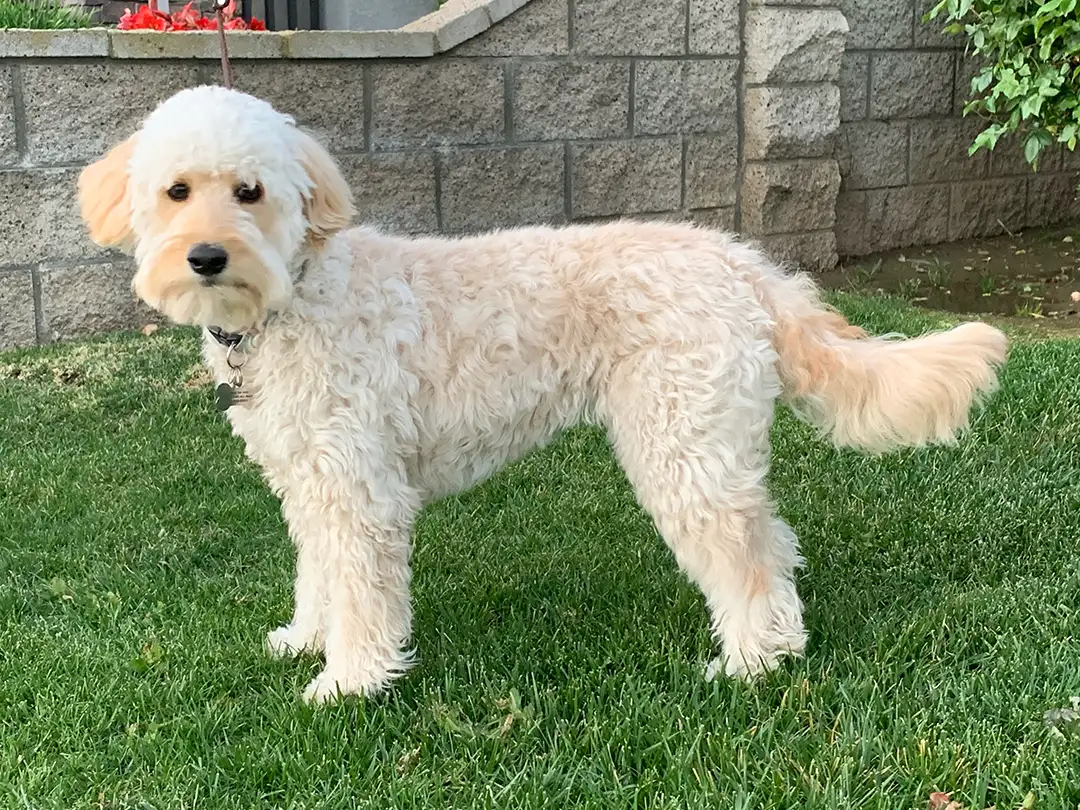Mini f1 goldendoodle temperament (Understanding their loving nature and why they are so popular)