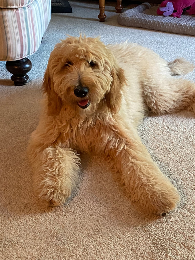 Looking for a full grown f1 standard goldendoodle? Best places to find your new best friend.