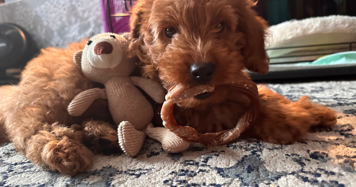 How to find healthy mini f1 goldendoodles (Your simple guide to choosing the perfect puppy)