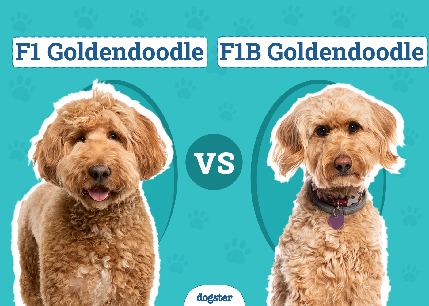 What is a standard f1 goldendoodle? (All you should know about this very friendly dog mix).
