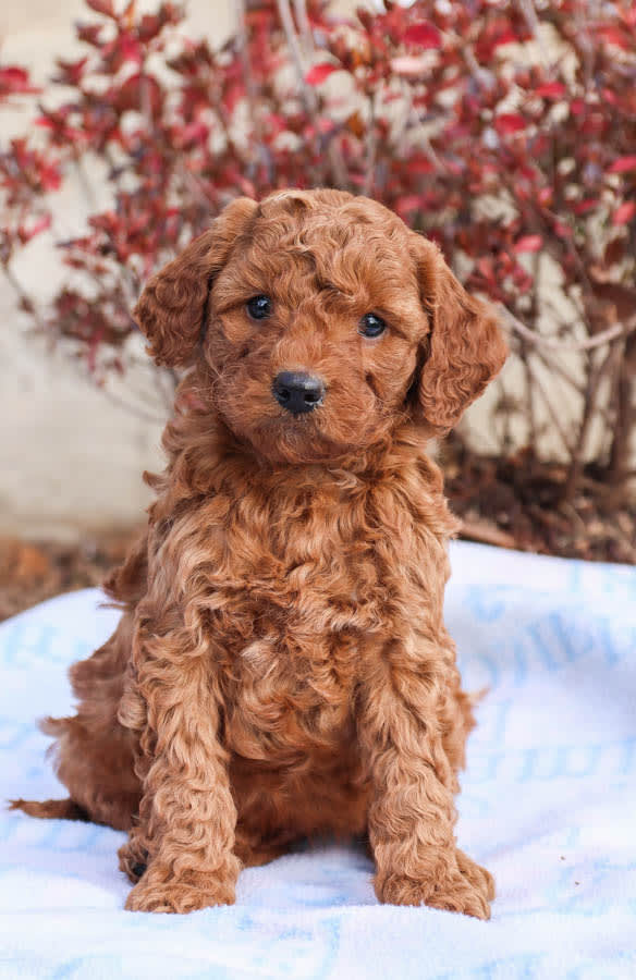 where to buy f1 mini labradoodle dogs find good breeders near you