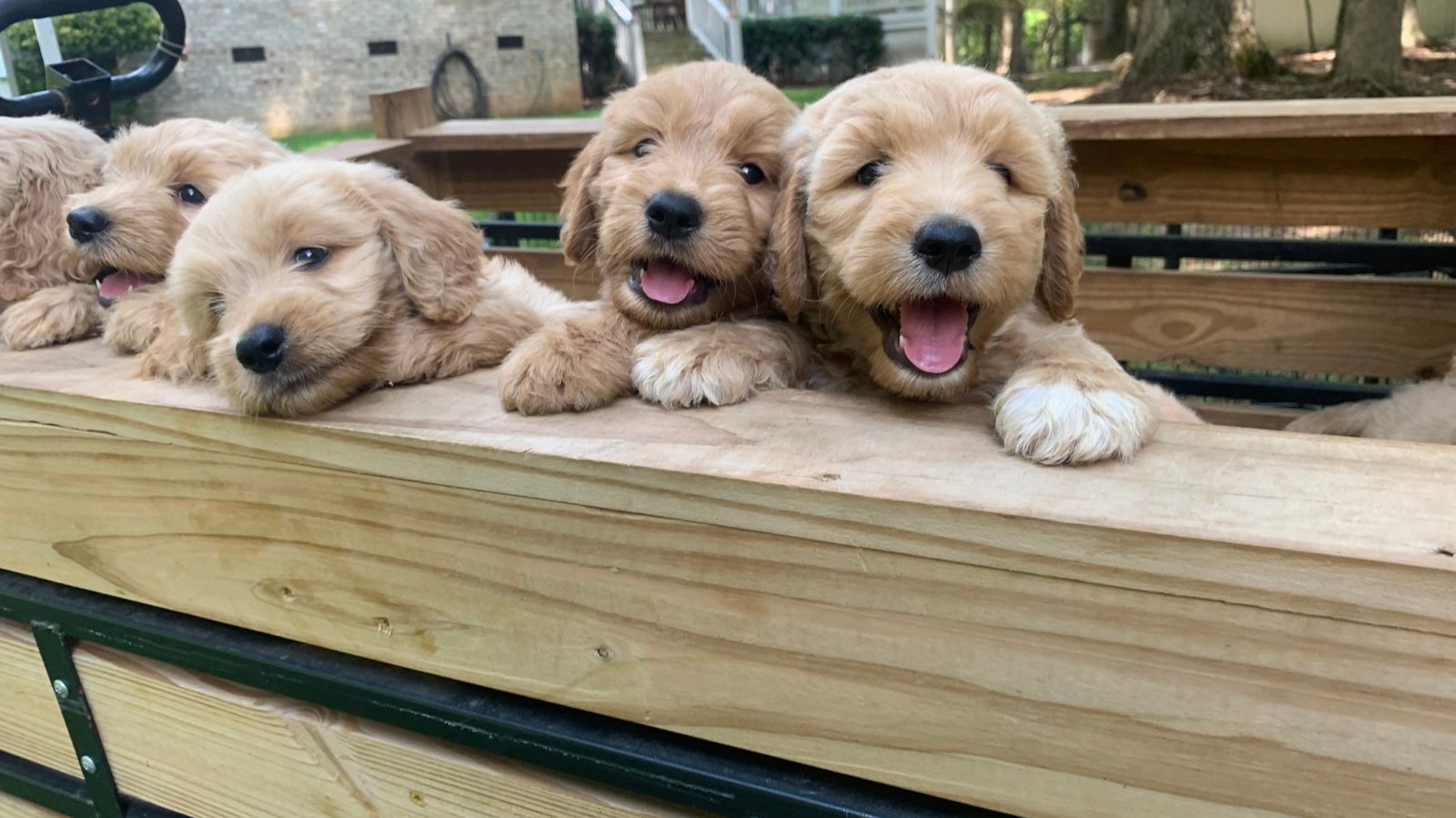 What is F1 Goldendoodle Puppy? Your Questions Answered Simply Here!