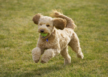 F1 Goldendoodle Red Size: How Big Do These Red Puppies Get? Learn Mini Too!
