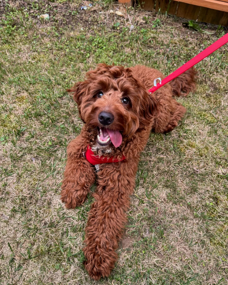 F1 Goldendoodle Red Size: How Big Do These Red Puppies Get? Learn Mini Too!